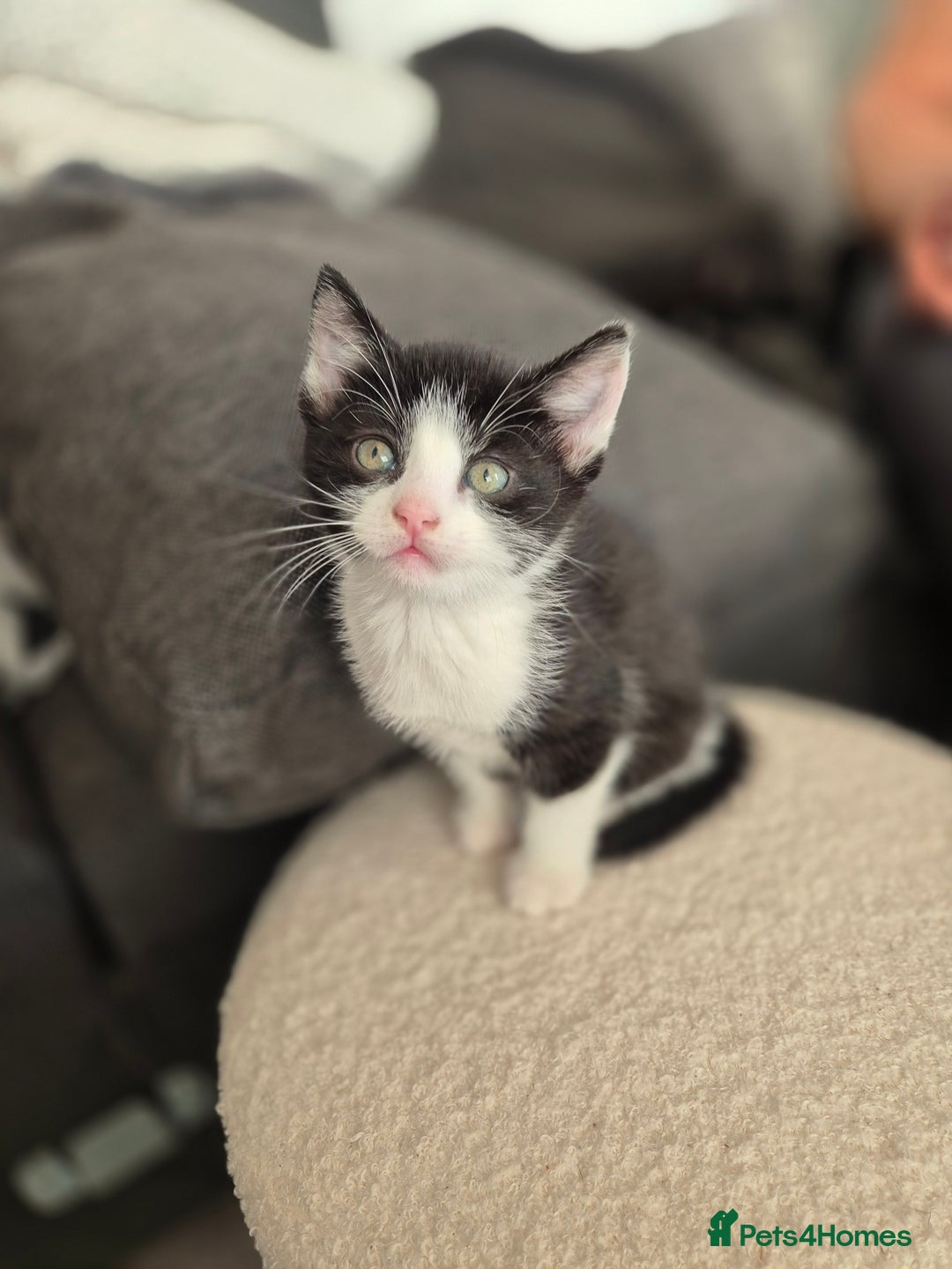 Bombay cats for sale: Gorgeous kittens 🐈‍⬛ - Image 6