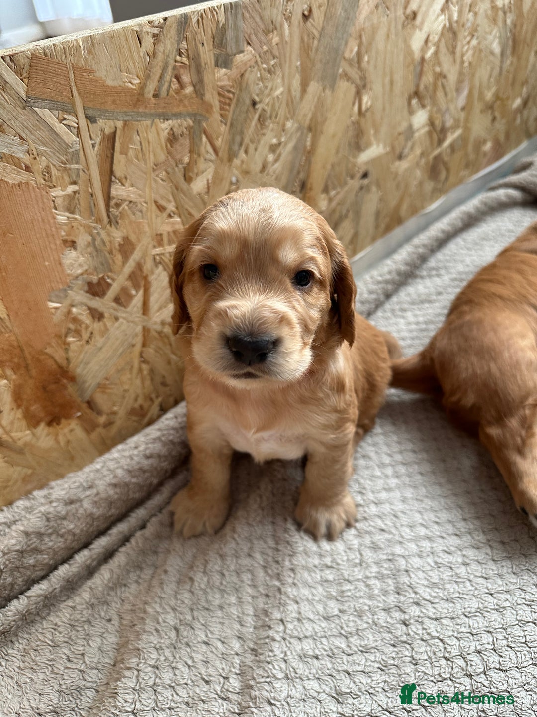 Cocker Spaniel dogs for sale: KC Registered working Cocker Spaniel Puppies  - Image 2