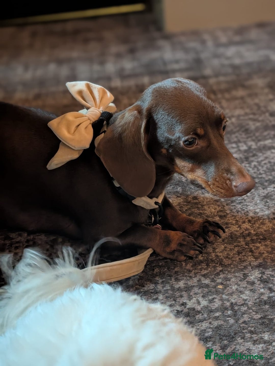 Miniature Dachshund dogs for sale: Adorable little of miniature daschunds  - Advert 12