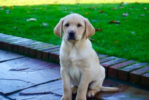 Labrador Retriever dogs Stunning Chunky Labrador Puppies - Advert 2