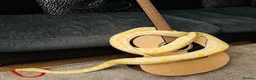 Python Snake reptiles for sale: Albino Python LARGE - Advert 6