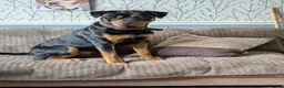Mixed Breed dogs for sale: Stunning predominately black lab/rottie puppies in Rochester - Advert 4
