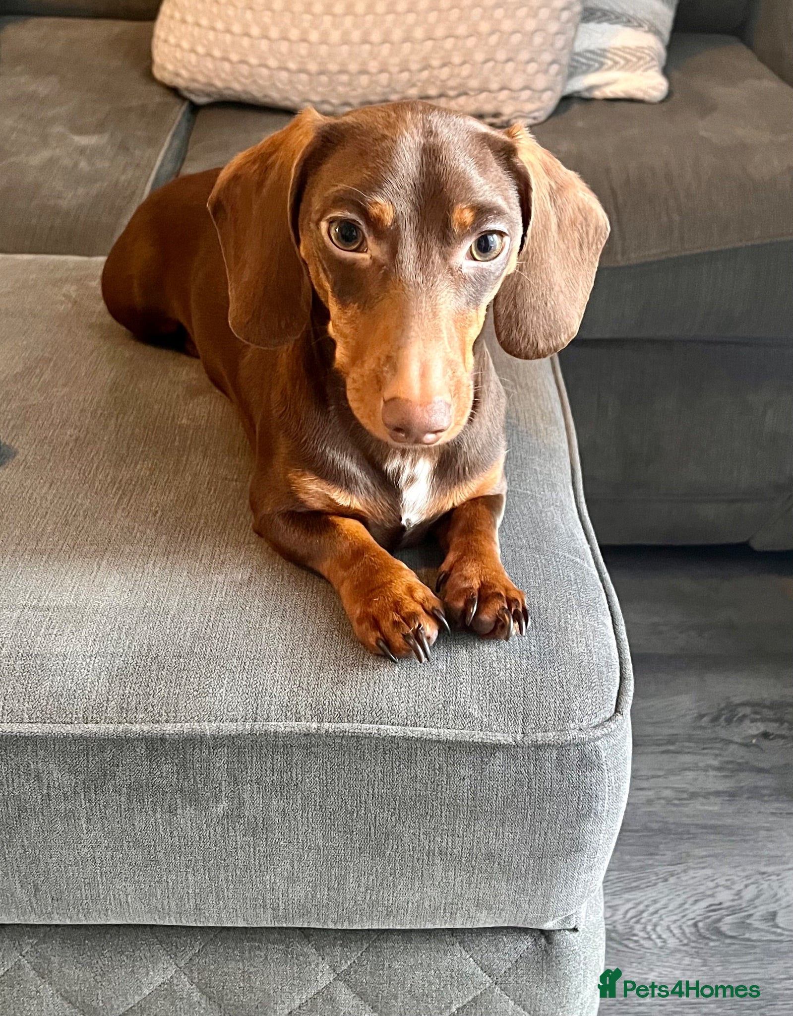 Miniature Dachshund dogs 2 year old male miniature dachshund  - Advert 9