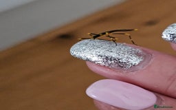 Stick Insects invertebrates for sale: Stick insect nymphs - Image 10