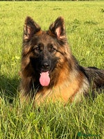 German Shepherd dogs OUTSTANDING QUALITY - Advert 7