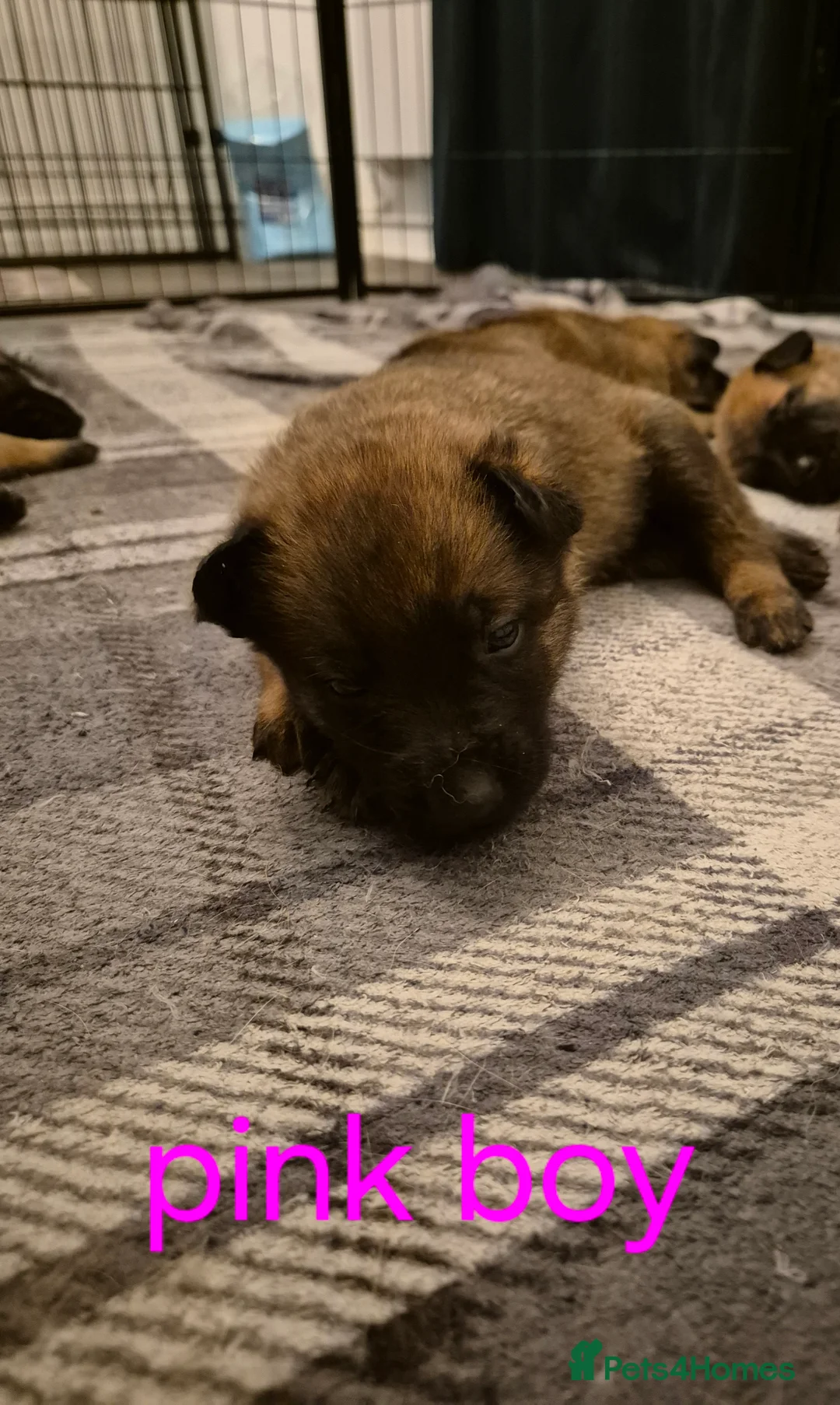 Belgian Shepherd Dog dogs for sale: KC Registered Belgian Malinois - Advert 14