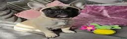 French Bulldog dogs for sale: French bulldog female  - Advert 6