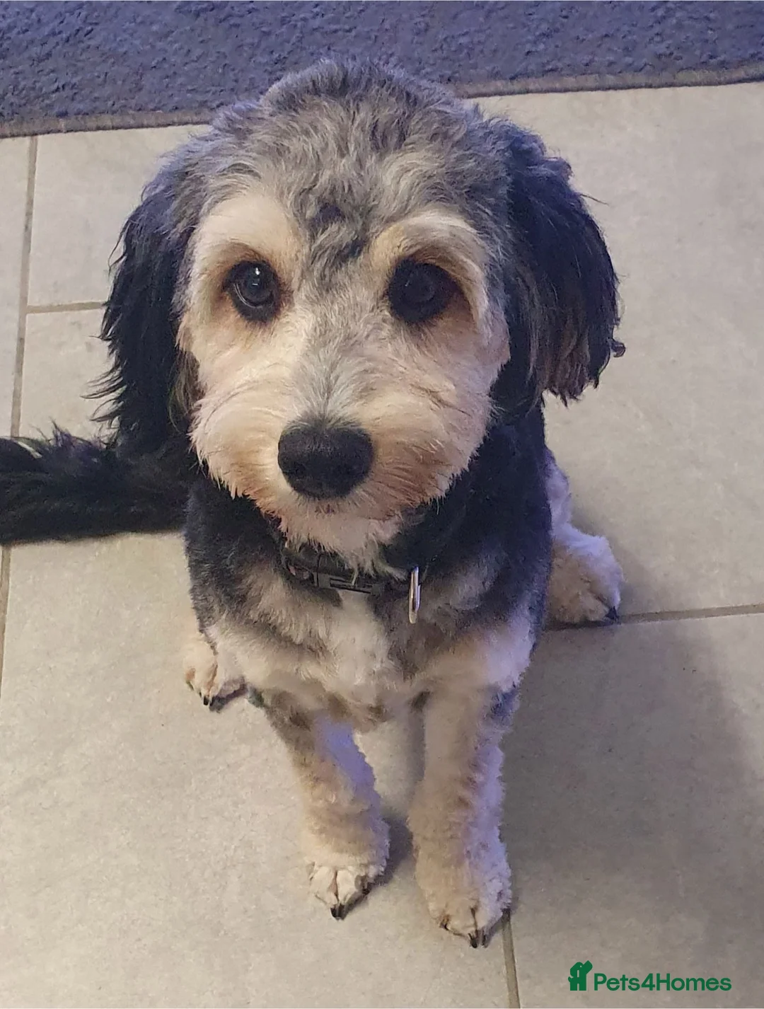 Cockapoo dogs for sale: Beautiful cockapoo puppies  in Goole - Advert 2