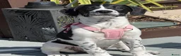 Mixed Breed dogs for sale: Bella  in Dover - Advert 4