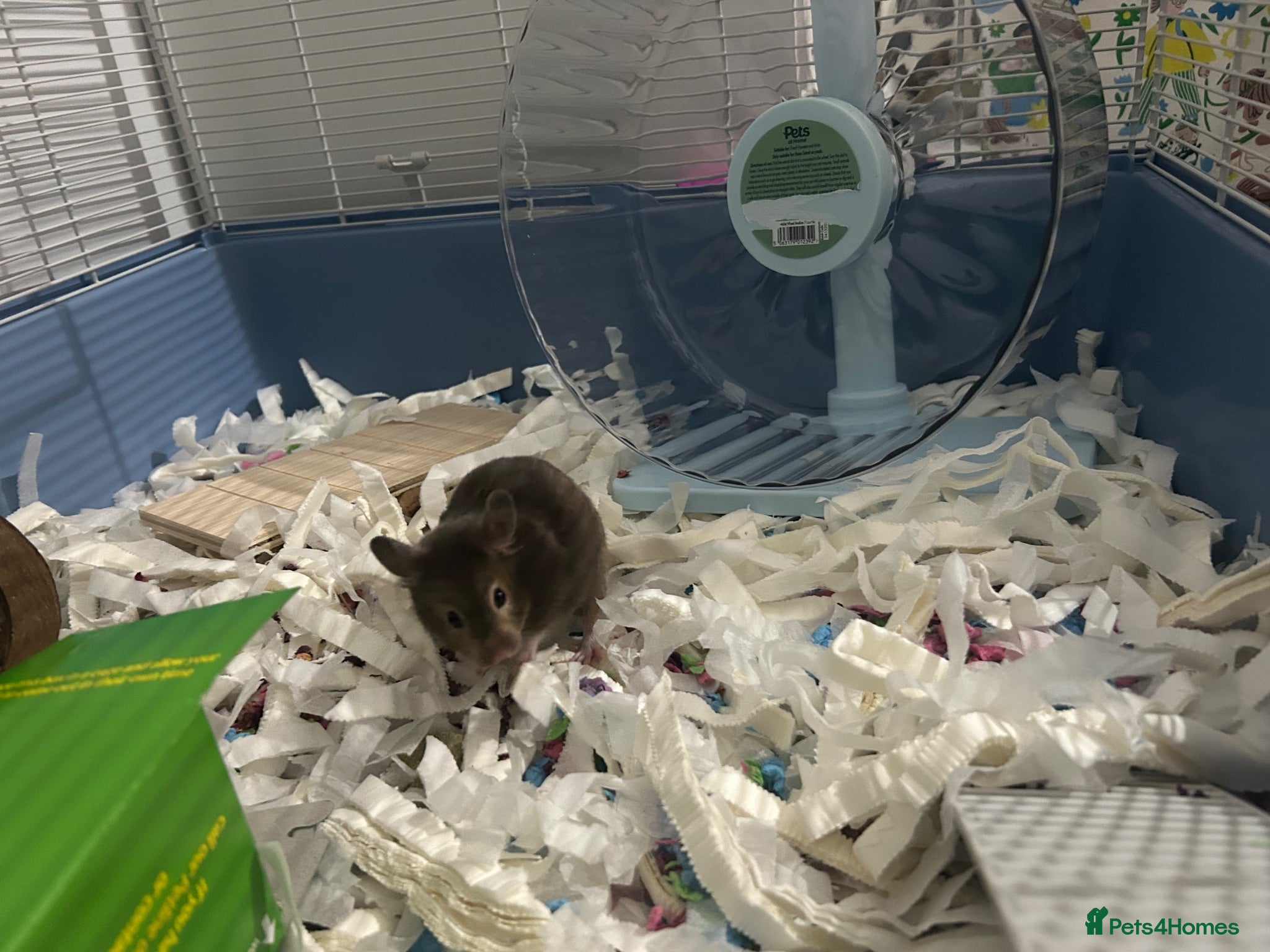 Hamster rodents Adorable friendly Hamster  - Advert 1