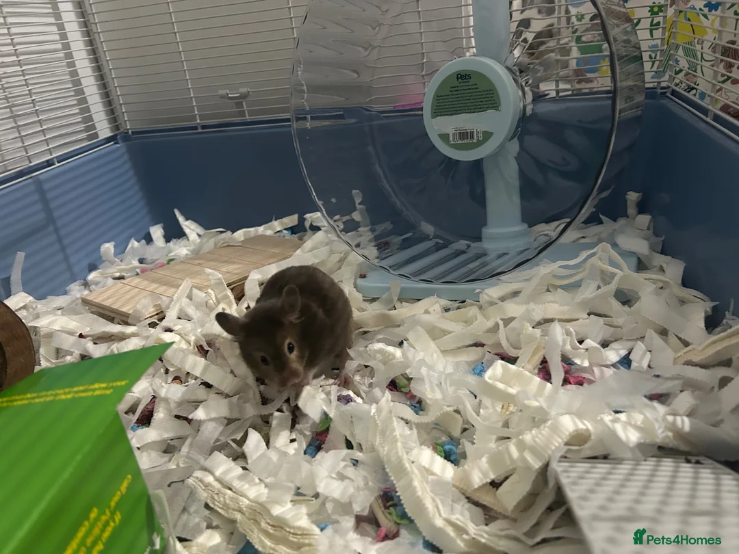 Hamster rodents for sale: Adorable friendly Hamster  in Llanelli - Advert 1