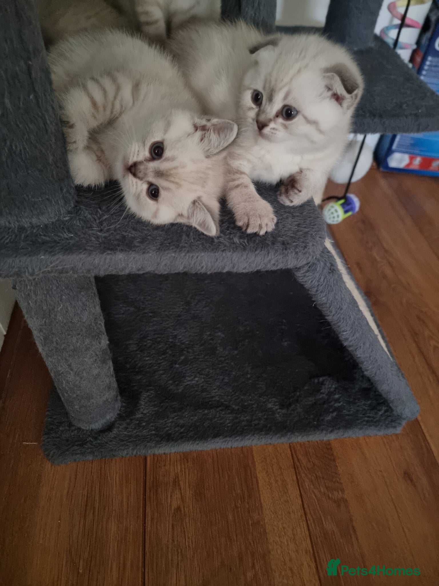 Scottish Fold cats Scottish Straight and Scottish Fold  - Advert 2