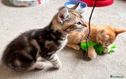 Mixed Breed cats for sale: Adorable bengal & tabby mix kittens - Image 4