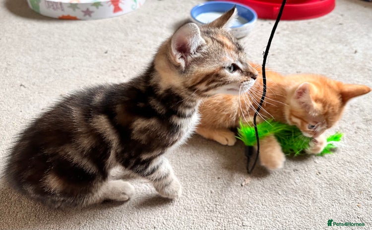 Mixed Breed cats - Advert 1