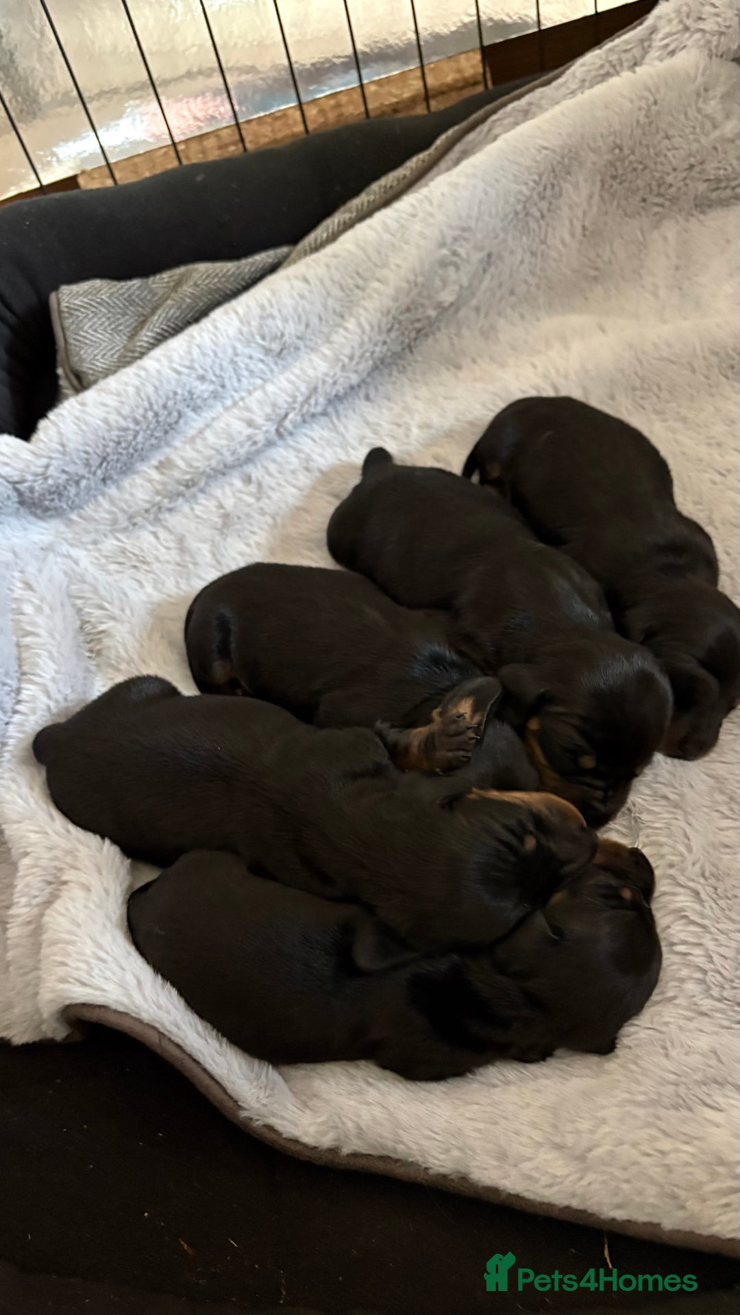 Miniature Dachshund dogs for sale: miniature Dachshund  - Advert 20