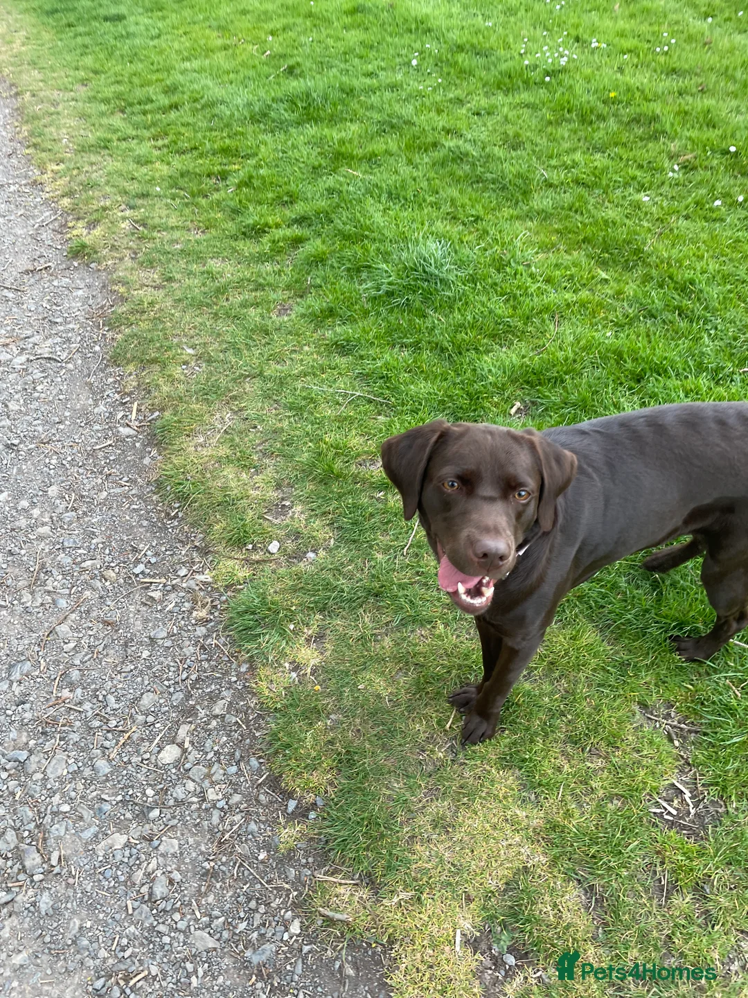 Labrador Retriever dogs for sale: Chocolate female Labrador  - Advert 14