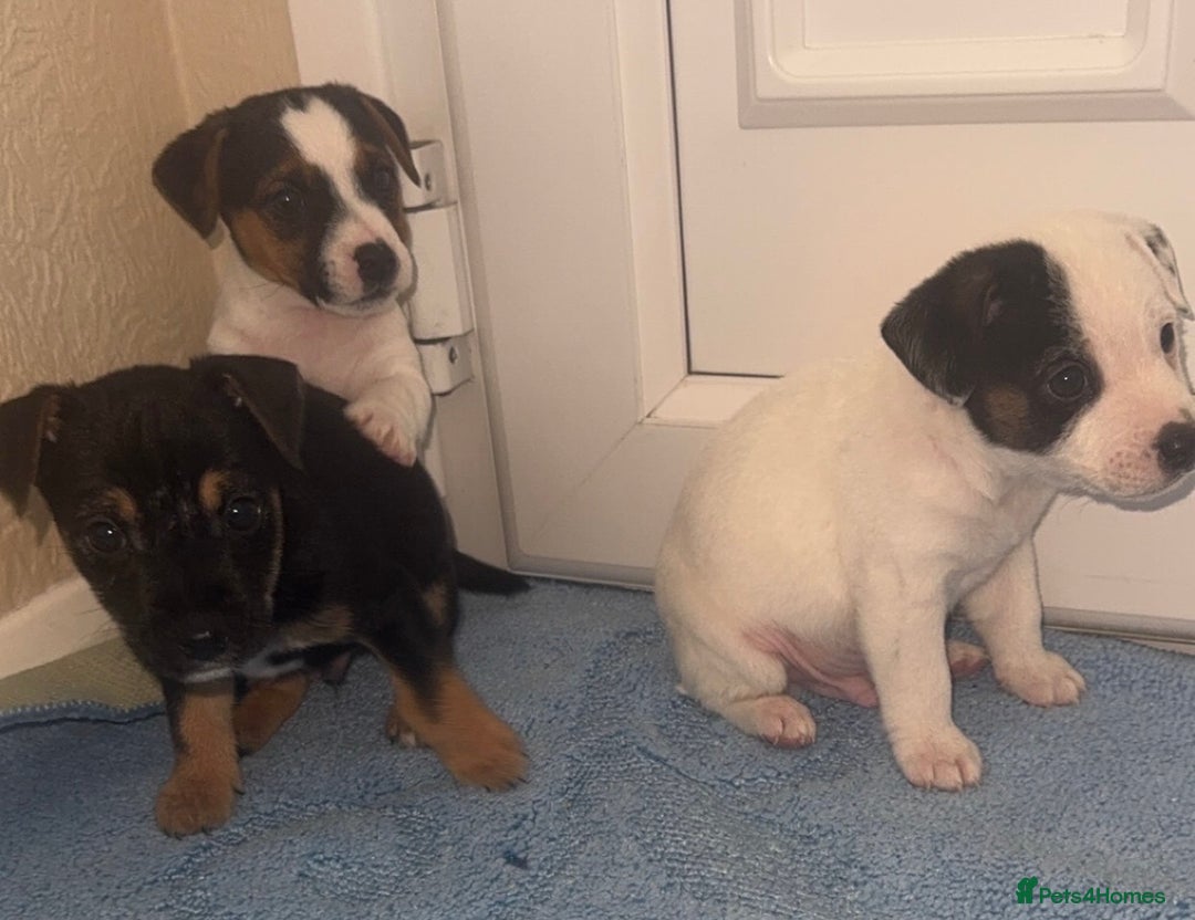 Jack Russell dogs for sale: Minituare short haired jack Russell’s ready now - Advert 14