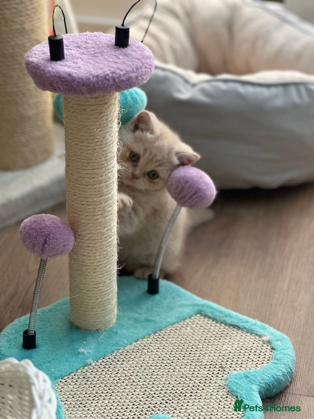 British Shorthair cats for sale: Beautiful , soft teddy bears 🩷🩷💙 - Image 19