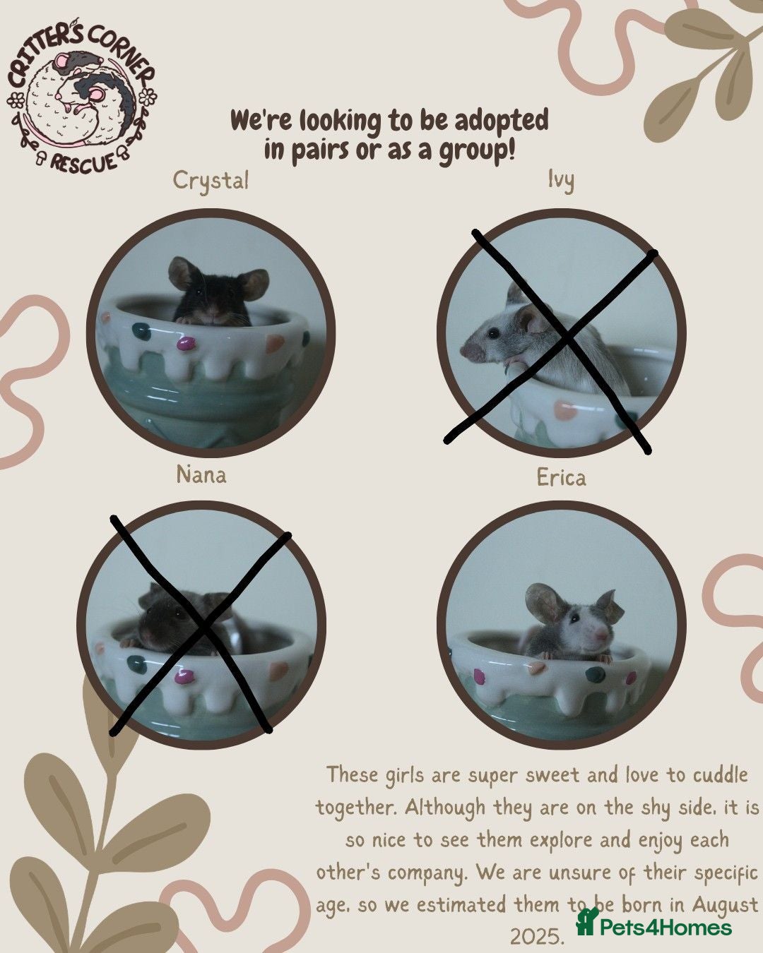 Mouse rodents 🐭 Female Mice Available for Adoption 🐭 - Advert 3