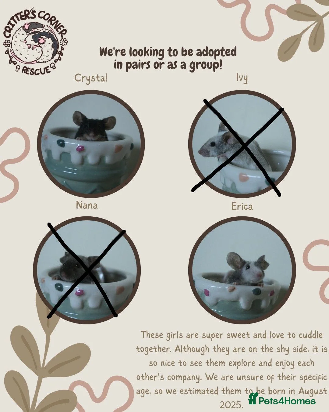 Mouse rodents for sale: 🐭 Female Mice Available for Adoption 🐭 - Advert 1