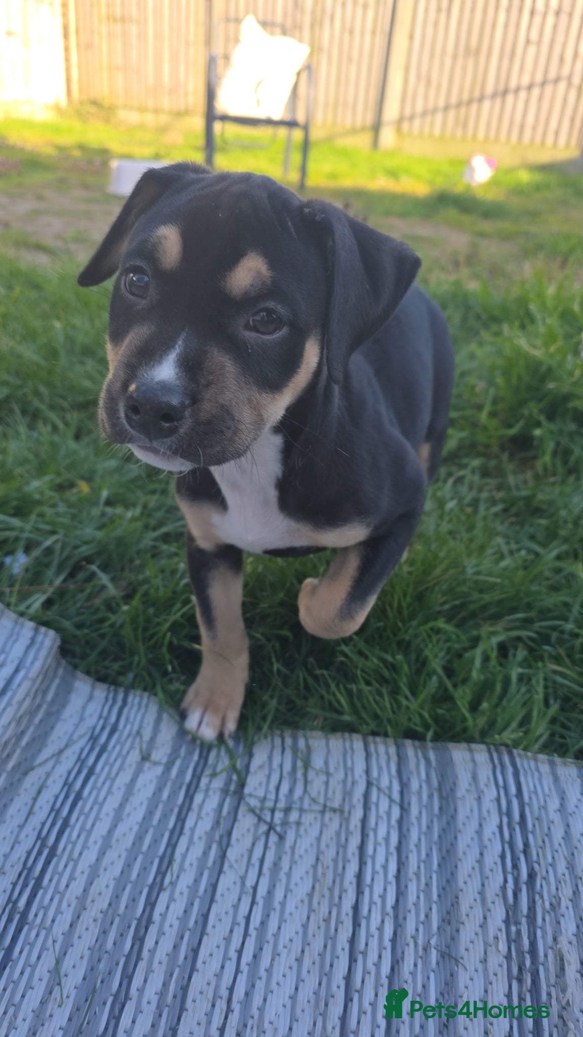 Mixed Breed dogs 14 week old pup - Advert 1
