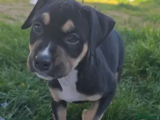 Mixed Breed dogs 14 week old pup - Advert 1
