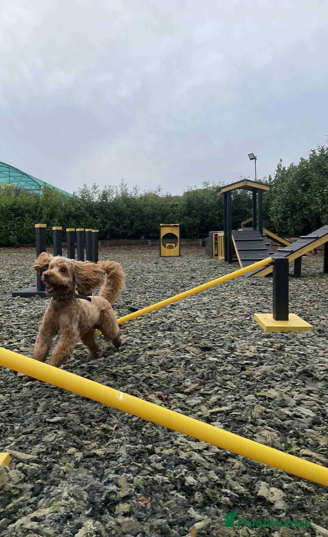 Cockapoo dogs for sale: Gorgeous cockapoo puppies, 2 boys and 2 girls - Advert 32