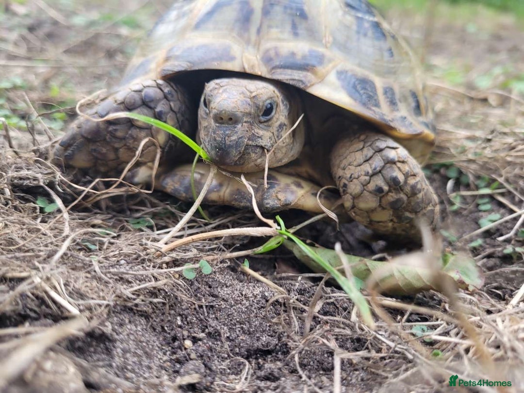 Tortoise reptiles for sale: Horsefield tortoise and hutch - Image 2