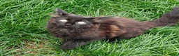 Mixed Breed cats for sale: Little cuties - Advert 18