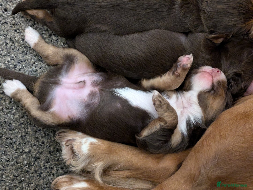 Cocker Spaniel dogs for sale: Chocolate/Chocolate Tan working cocker pups - Advert 12