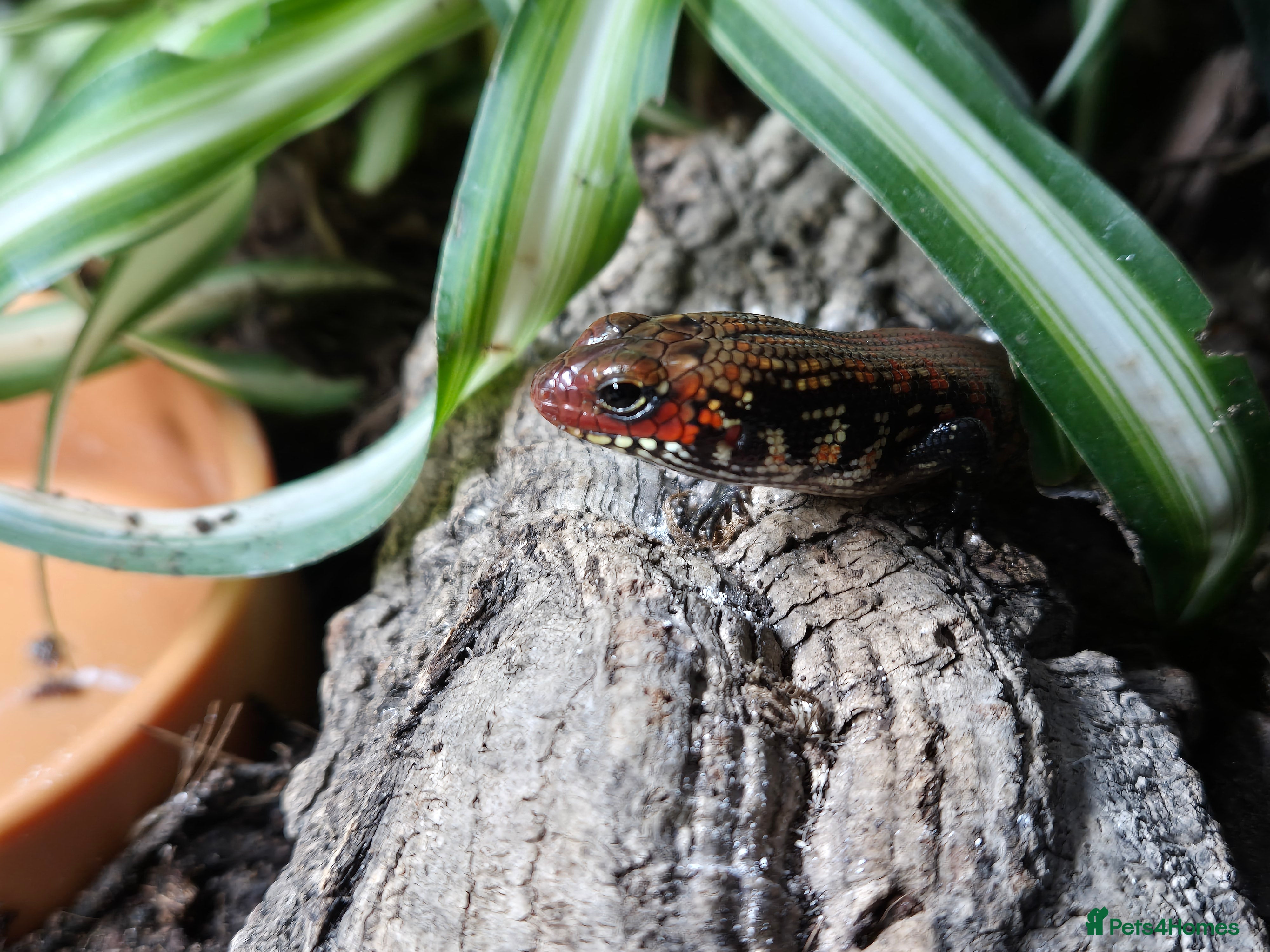 Skink reptiles African Fire Skinks for Sale - Advert 3