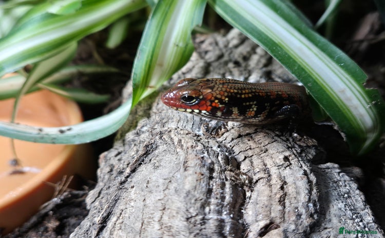 Skink reptiles - Advert 1