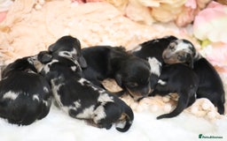 Miniature Dachshund dogs for sale: KC Miniature Dachshund Puppies - Advert 4