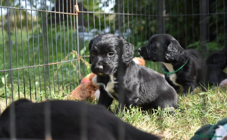Sprocker dogs - Advert 1