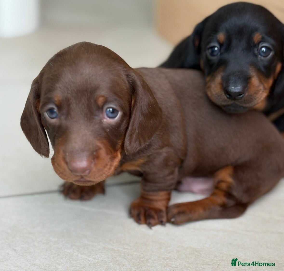 Dachshund dogs Smooth haired miniature Dachshunds 🐶😍 - Advert 2