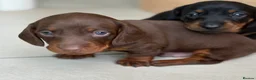 Dachshund dogs for sale: Smooth haired miniature Dachshunds 🐶😍 - Advert 6
