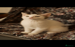 Mixed Breed cats for sale: 4 Beautiful Kittens Ready For Their Forever Homes - Image 2