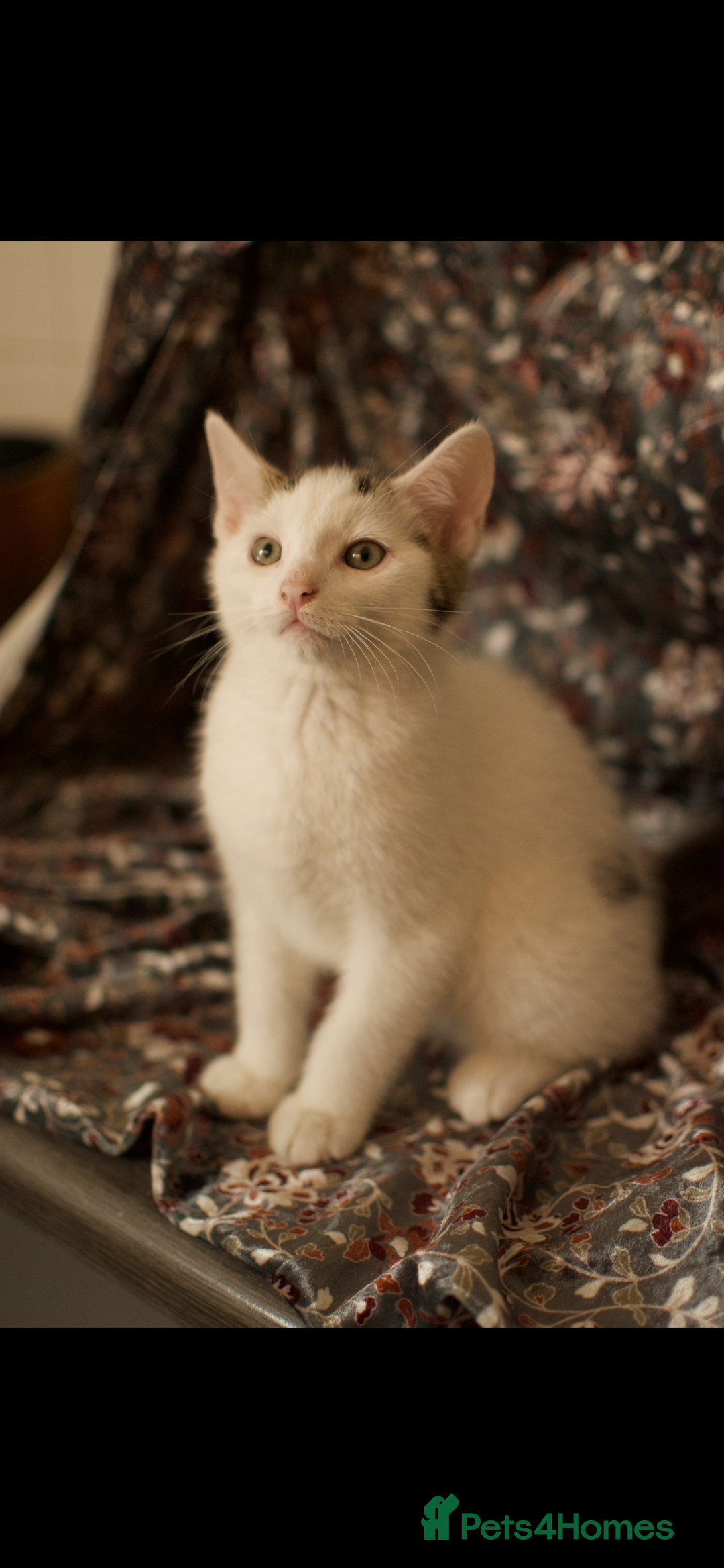 Mixed Breed cats for sale: 4 Beautiful Kittens Ready For Their Forever Homes - Image 2