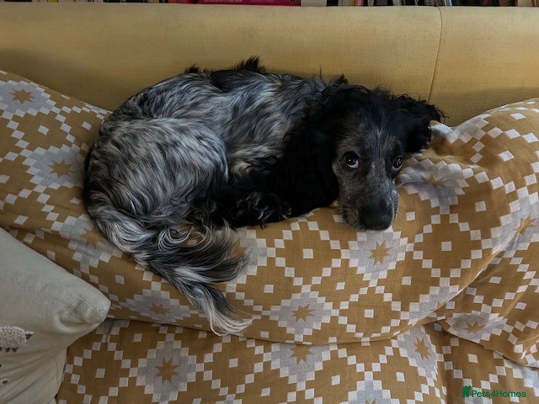 Cocker Spaniel dogs for sale: Stud Spaniel - Blue Roan for sale - Image 1