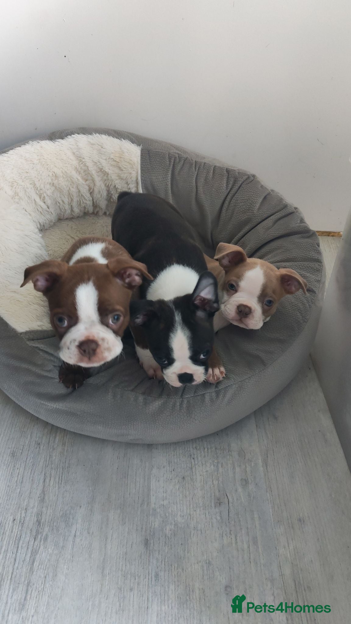 Boston Terrier dogs Handsome Boston Terrier looking for forever home   - Advert 1