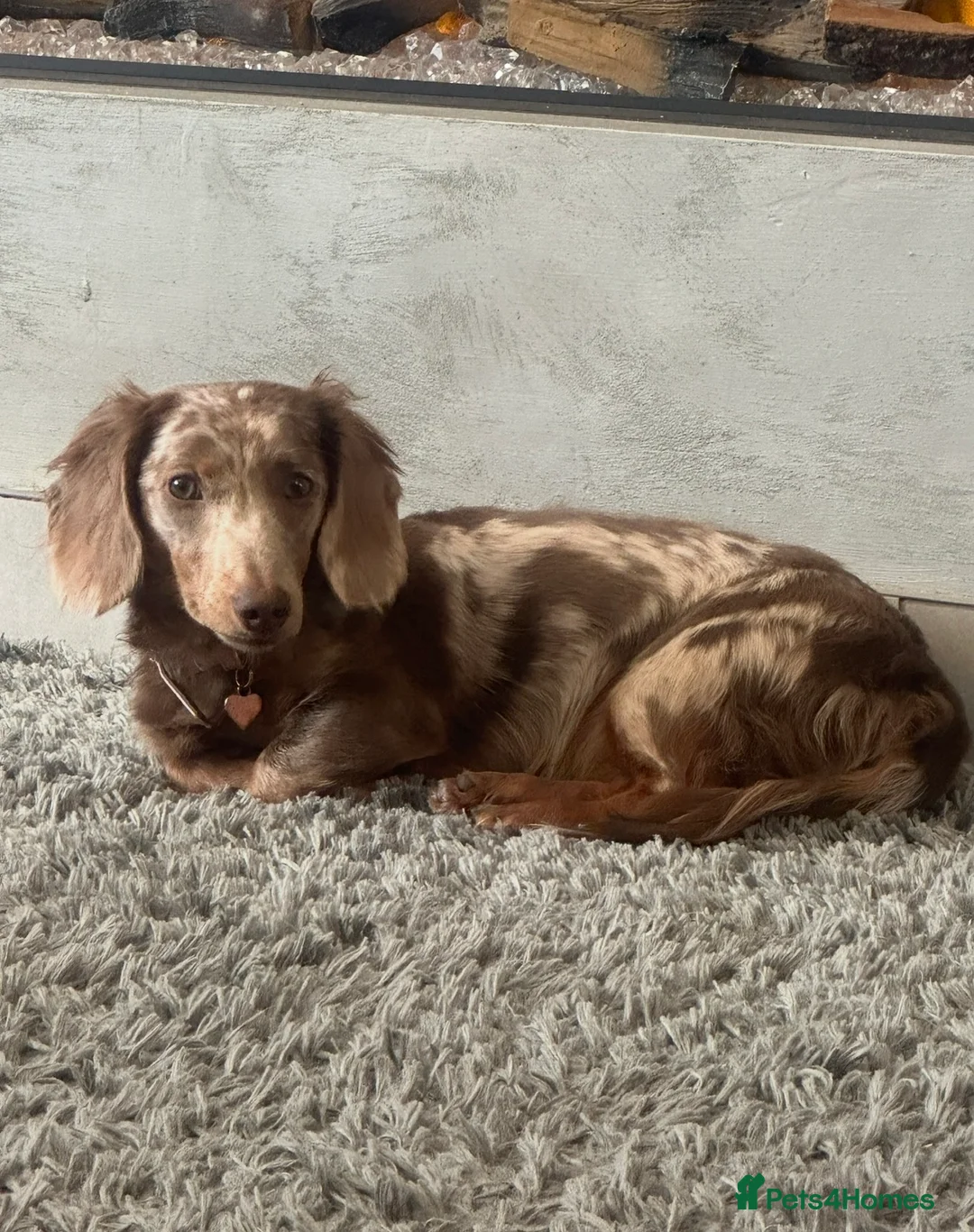 Dachshund dogs for sale: Miniature fluffy dauchand - Advert 2