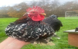 Ducks poultry for sale: Pekin Ducks, Pekin/Runner Ducks and Pekin Bantams - Advert 11