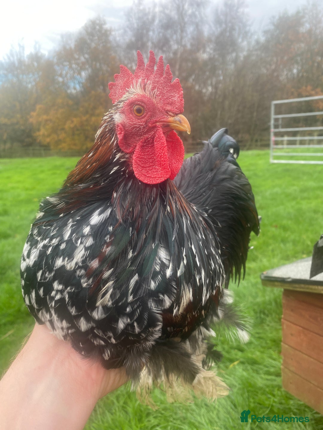 Ducks poultry for sale: Pekin Ducks, Pekin/Runner Ducks and Pekin Bantams - Advert 11