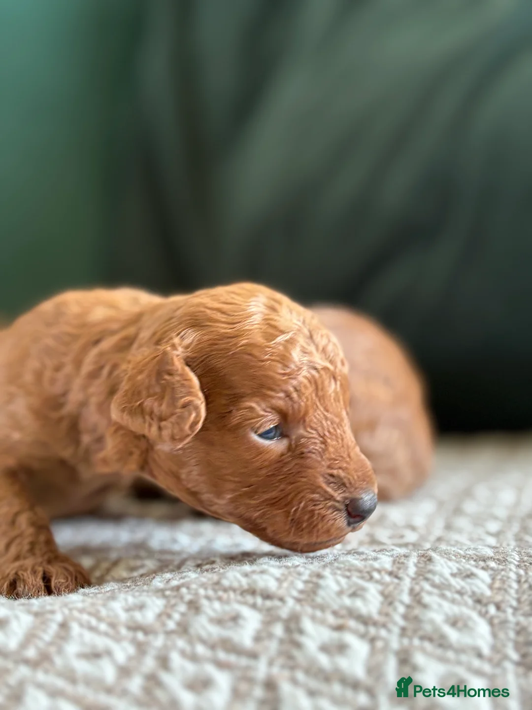 Toy cockapoo puppies for sale in Llandrindod Wells | Pets4Homes