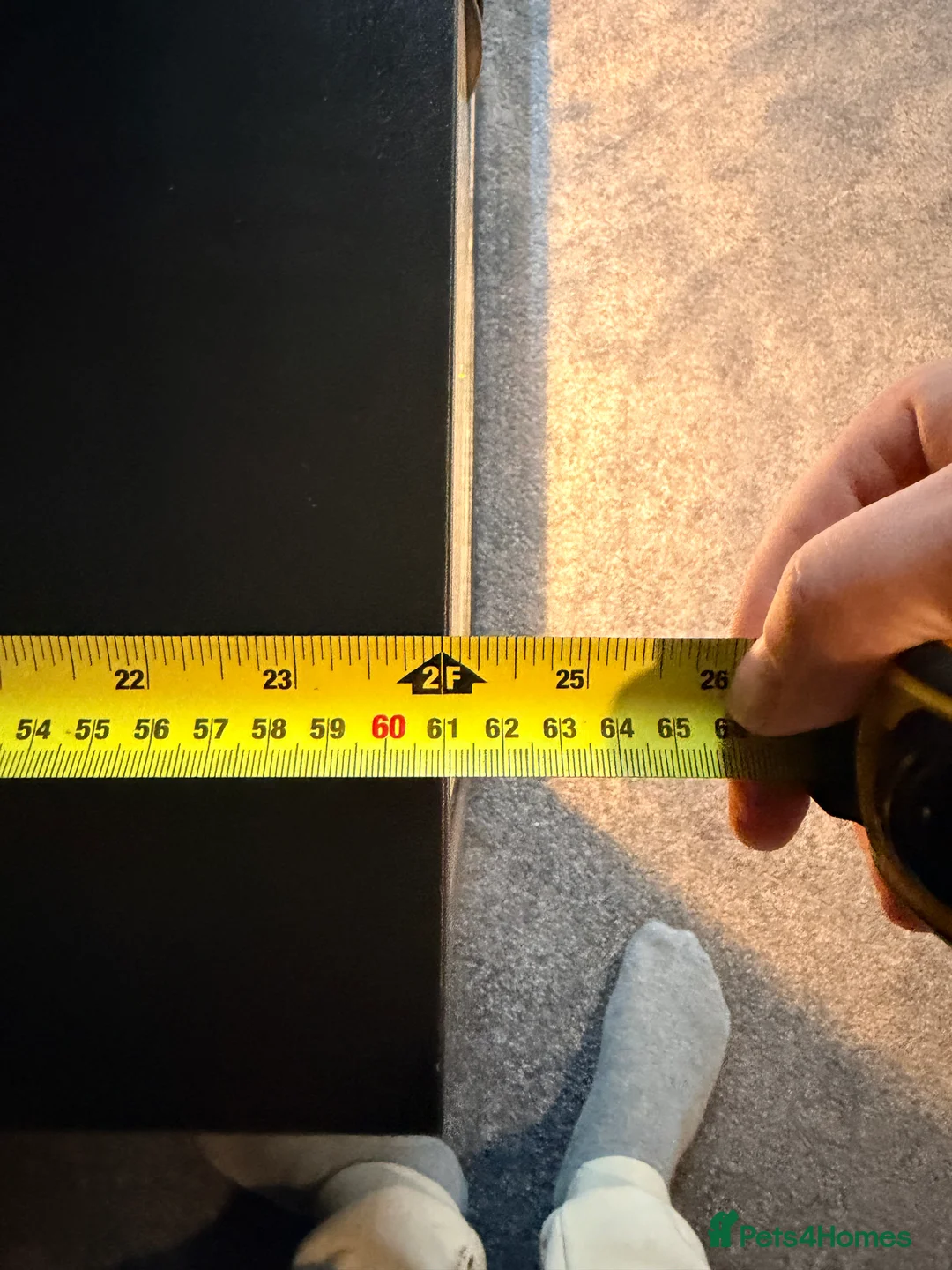 Bearded Dragon reptiles for sale: Bearded dragon  in Thame - Advert 8