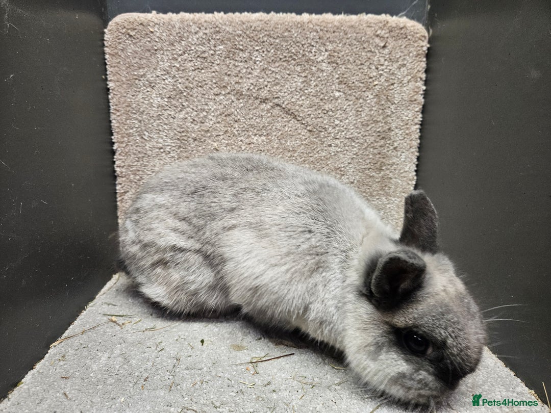 Netherland Dwarf rabbits for sale: Pure Bred Netherland Dwarfs young adult does - Advert 2