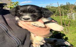 Mixed Breed dogs for sale: ⚫️ Well-natured, healthy Sprollies ⚪️ - Image 7