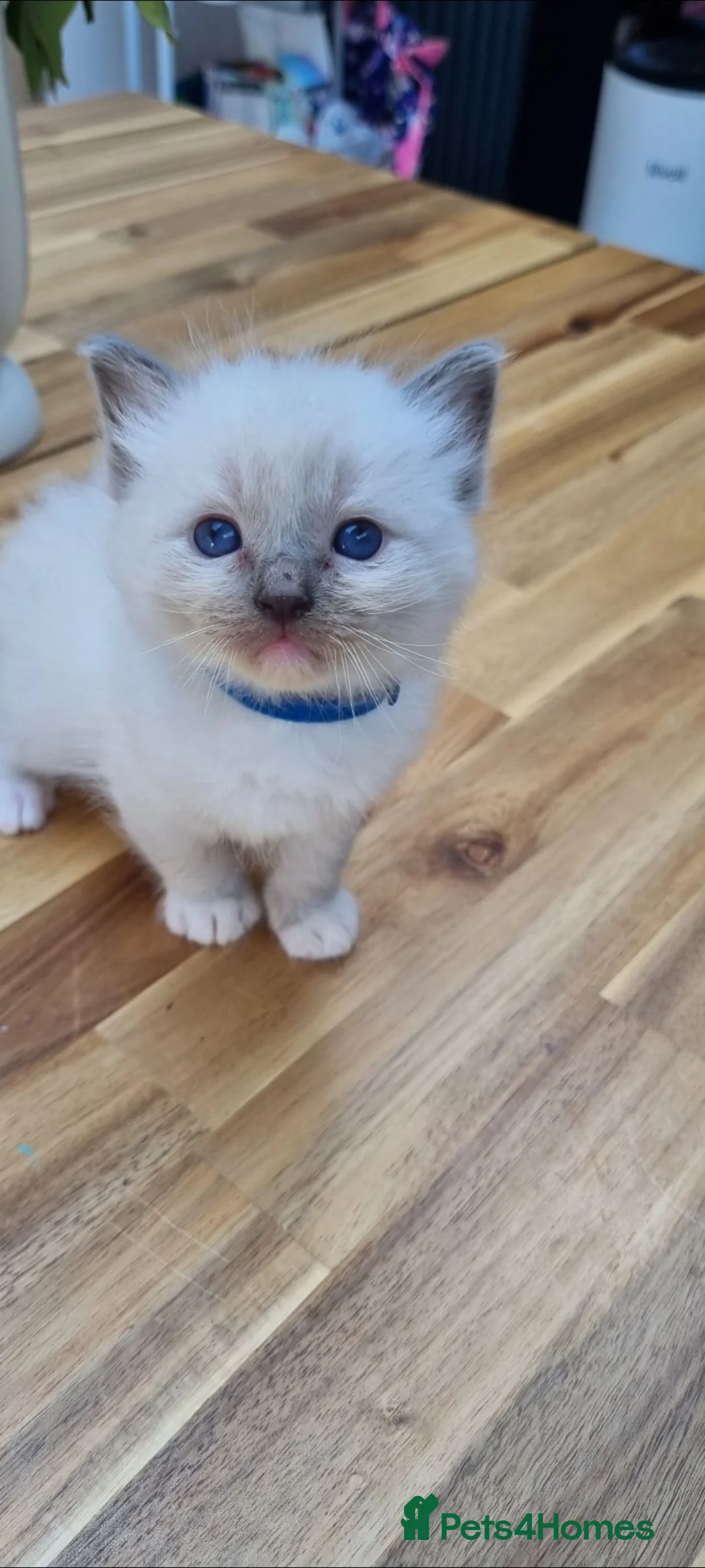 Ragdoll cats for sale: Gorgeous litter of Purebred Ragdoll kittens in London - Advert 38