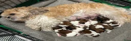 Shih Tzu dogs for sale: Pure-bred Shih tzu pups in Sutton - Advert 10