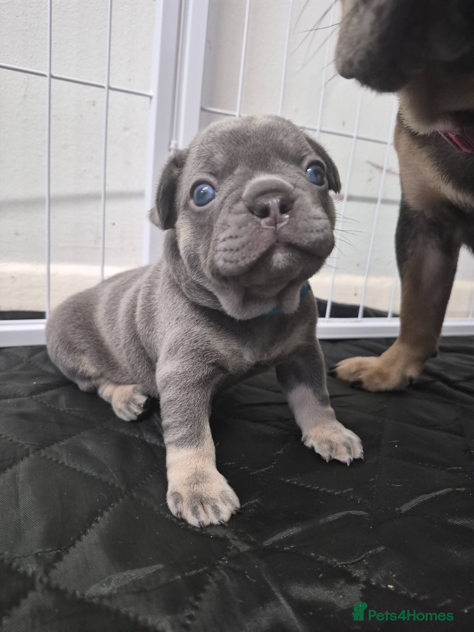French Bulldog dogs Lilac and tan male frenchie for sale  - Advert 9